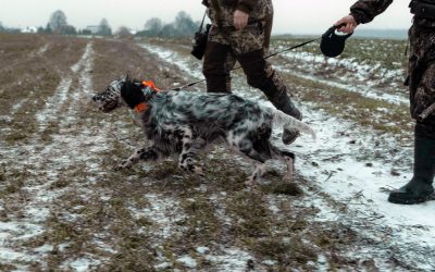 Période Ouverture / fermeture de la Chasse