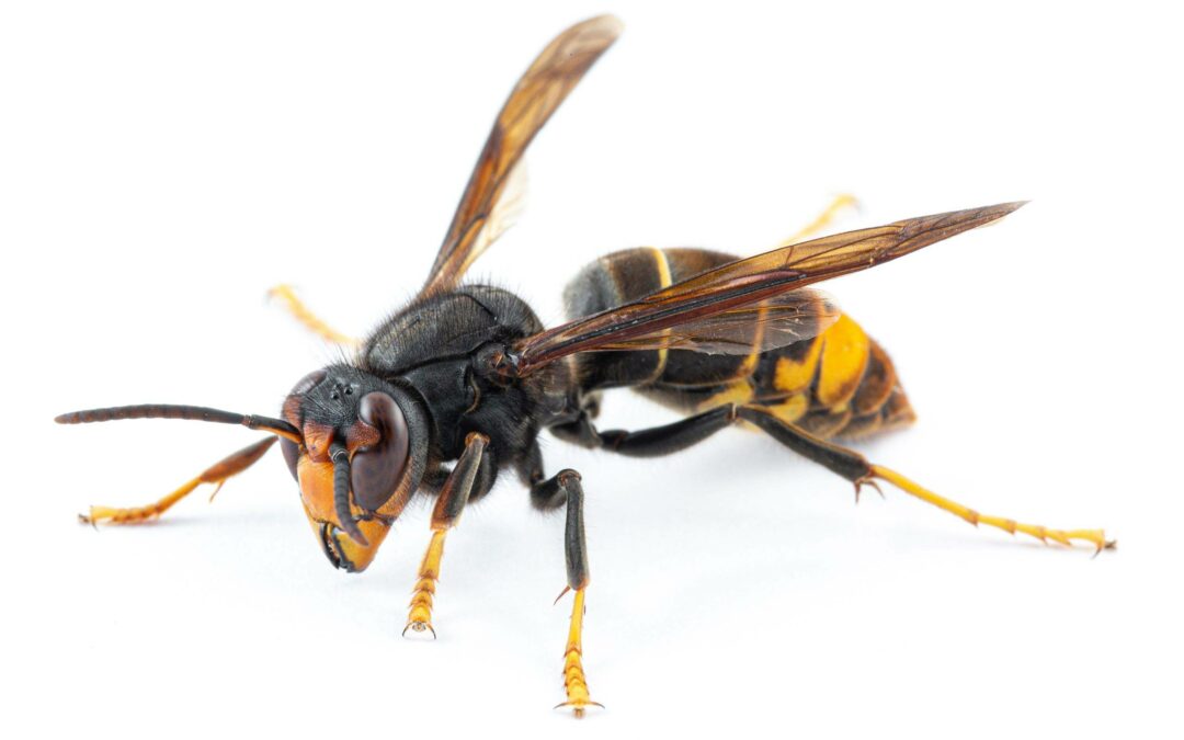 Plan Régional de Lutte contre le frelon asiatique